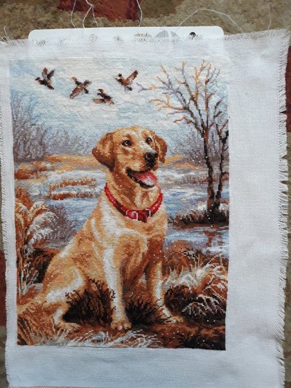 Работа «Лабрадор»