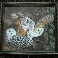 Работа «Совиный взгляд»
