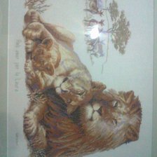 Работа «Família de leones. Perdonen las fotos que torcidas.»