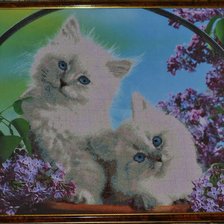 Работа «кошечки»