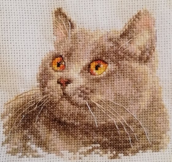 Работа «Британский кот»