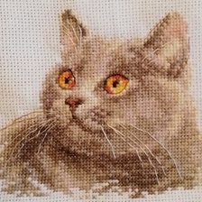 Работа «Британский кот»