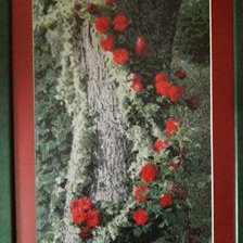 Работа «Pозы»