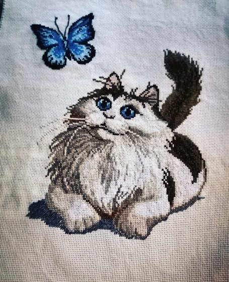 Работа «котик и бабочка»
