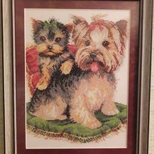 Работа «Любимые Йорки)»