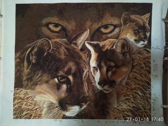 Работа «Взгляд пумы»