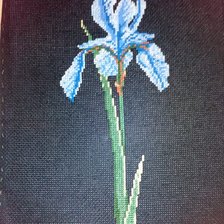 Работа «Ирис»