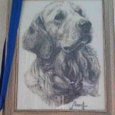 Работа «Портрет лабрадора!»