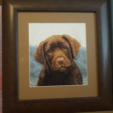 Работа «Щенок лабрадора»