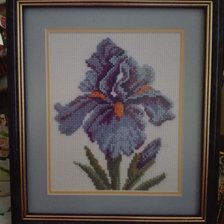 Работа «Ирис»