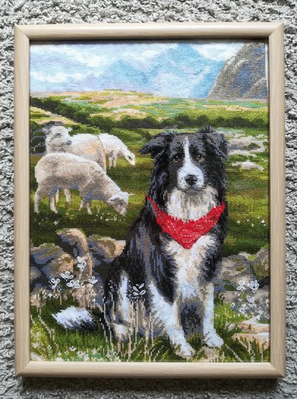 Работа «Бордер-колли»