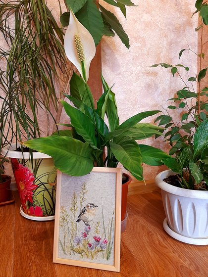 Работа «"Луговой чекан" от фирмы "Алиса" в оформлении.»