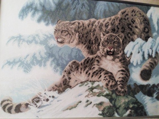 Работа «Барсы на снегу - Чарiвна мить»