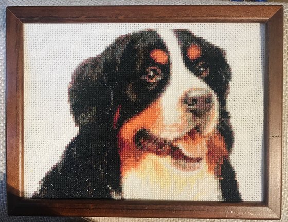 Работа «Бернский зенненхунд, 19х14»