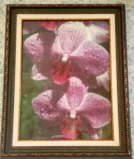 Работа «Pink phals (GK 575)»