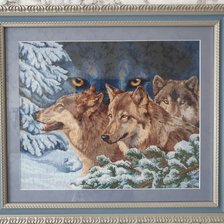 Работа «Волчий взгляд. Золотое руно.»