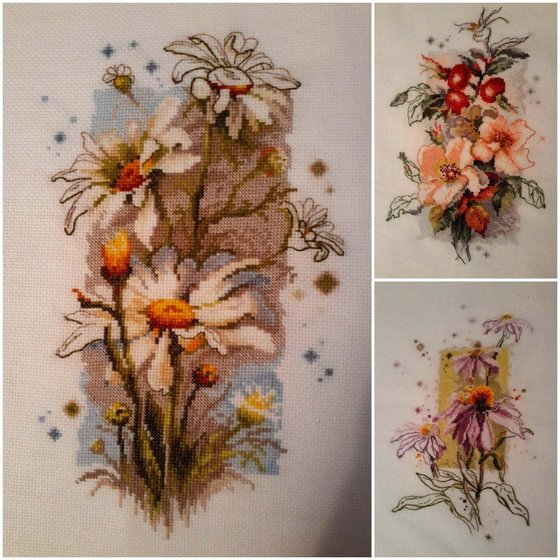 Работа «Ромашки, шиповник, эхинацея»