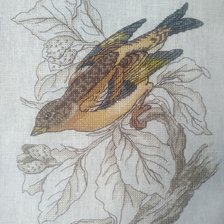 Работа «Горный вьюрок»