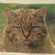 Работа «Кот»