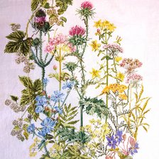 Работа «Лечебные травки»