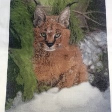 Работа «Каракал»