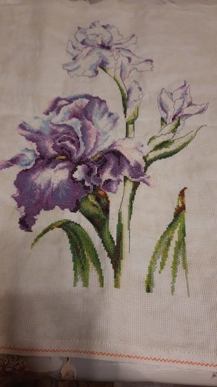 Работа «Ирис Luca's (подбор)»