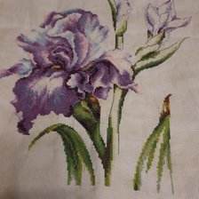 Работа «Ирис Luca's (подбор)»