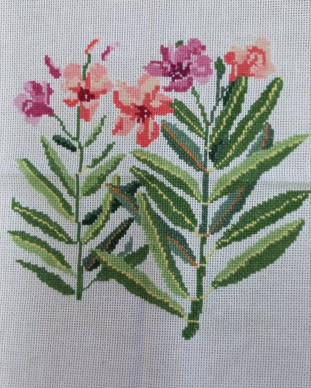 Работа «Олеандр обыкновенный»