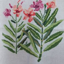 Работа «Олеандр обыкновенный»