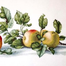 Работа «Яблоки»