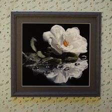 Работа «Белый шиповник. По схеме Ирины Сумароковой»