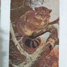 Работа «Хмурый котяра»