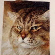 Работа «Кот»