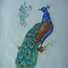 Работа «Павлин.»