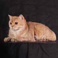 Работа «Мой любимый кот»