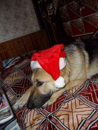 Домашние животные №642