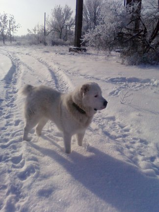 Домашние животные №723