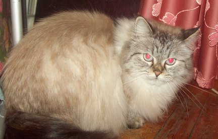 Домашние животные №2405