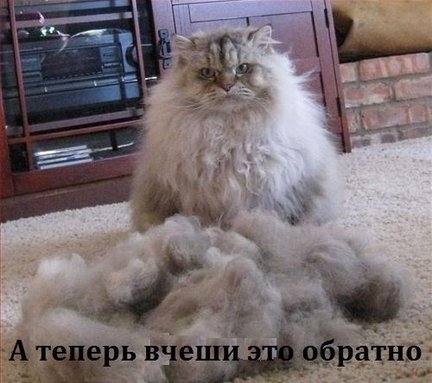 Весёлые картинки №2438