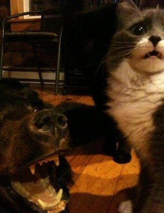 Весёлые картинки №2440