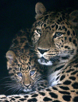 Львы, тигры, леопарды (собираем картинки) №3459