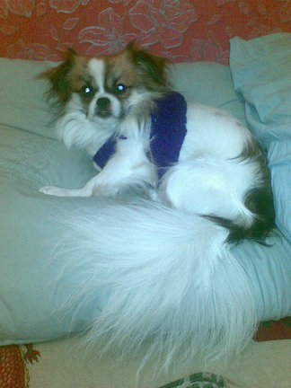 Рукодельное творчество. Утилитарное использование вышивки. №4875