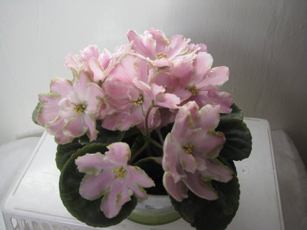 Мои любимые комнатные цветы №4963