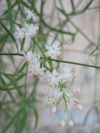 Мои любимые комнатные цветы №4977