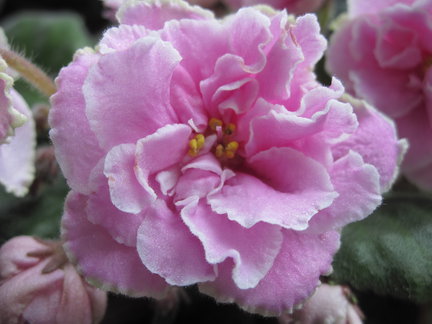 Мои любимые комнатные цветы №4979