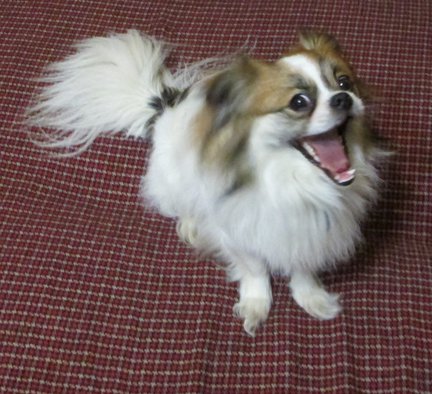 Домашние животные №5868