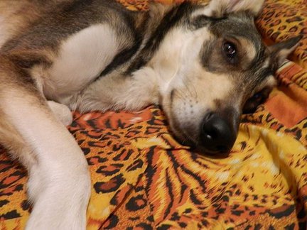 Домашние животные №5873