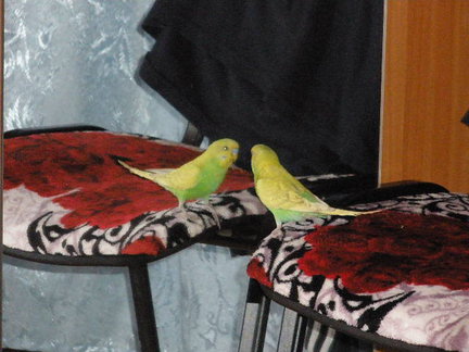 Домашние животные №5917