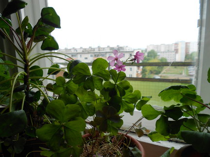 Мои любимые комнатные цветы №6097