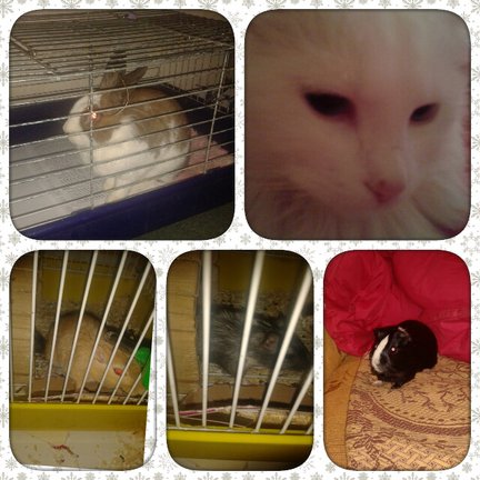 Домашние животные №6108